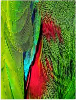 Foto: Poster papegaaiveren in het blauwgroenrood   30x40cm foto op posterpapier