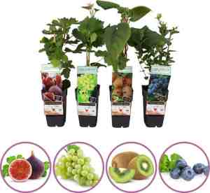 Foto: Luxe fruitplanten mix   set van 4 fruitplanten  vijg witte druif kiwi blauwe bosbes   hoogte 50 60 cm