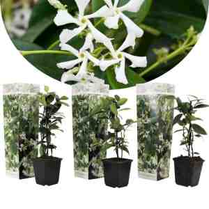 Foto: Plant in a box   toscaanse jasmijn   set van 3   witte sterjasmijn tuinplanten   pot 9cm   hoogte 25 40cm