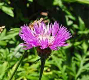 Foto: 6 x centaurea dealbata bestoven centaurie roze korenbloem in pot 9 cm