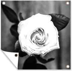 Foto: Tuin poster roos bloemen bladeren zwart wit 200x200 cm