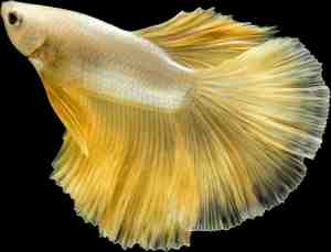 Foto: Close up siamese fighting fish betta splendens halfmoon gold dragon betta isolated on black background  long fins and tail  action fish splendens with clipping path    modern art canvas   horizontal   1737336515   5040 horizontal