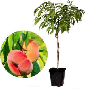 Foto: Plant in a box prunus persica saturne perzikboom fruitboom winterharde boom potplant tuinplant pot 15 cm hoogte 60 70cm