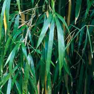Foto: Pleioblastus simonii bamboe 150 200cm in pot