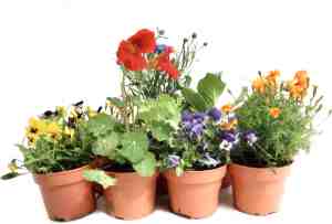 Foto: Eetbare bloemen mix potmaat 12 h15cm 8 stuks cadeautip goudsbloem korenbloem oxalis viooltjes