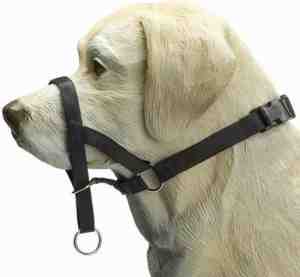Foto: Beeztees dog control   halsband hond   zwart   m
