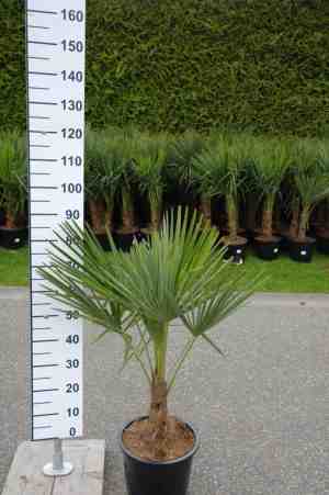 Foto: Palmboom trachycarpus fortunei winterharde palmboom