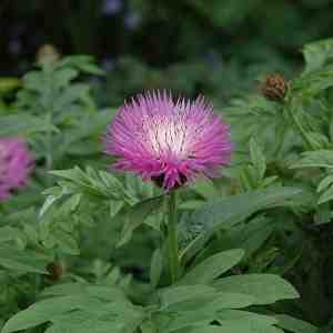 Foto: 6 x centaurea dealbata bestoven centaurie pot 9x9cm