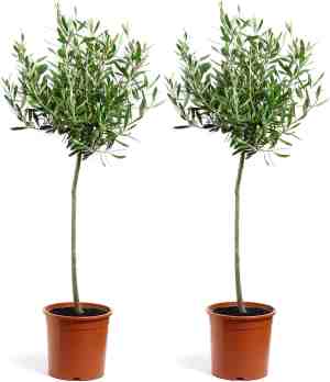 Foto: Wl plants 2x olea europaea olijfboom winterhard olijfboom op stam tuinplanten boom 85cm hoog 20cm diameter in kweekpot