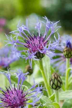 Foto: 6 x bergkorenbloem centaurea montana p 9 pot