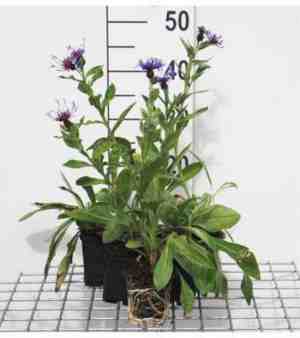 Foto: 6 x centaurea montana coerulea korenbloem pot 9 x 9 cm