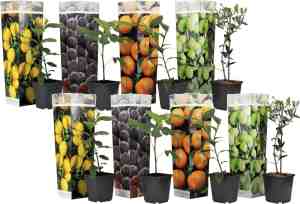 Foto: Plant in a box medi mix set van 8 mediterrane fruitbomen pot 9cm hoogte 25 40cm