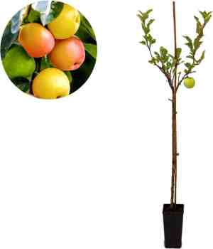 Foto: Malus domestica sweet summer speciale appelboom   15 liter pot