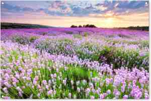 Foto: Tuinposter bloemen   tuindecoratie lavendel paars   120x80 cm   tuinschilderij voor buiten   tuindoek zonsondergang   wanddecoratie tuin   schuttingdoek   balkon decoratie   muurdecoratie natuur landschap   buitenposter schutting