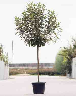 Foto: Grote appelboom malus domestica jonagold halfstam 180   230 cm stamomtrek 11 14 cm 6 jaar