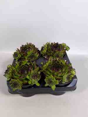Foto: Sempervivum groen met zwarte punt rotsplanten 4 stuks