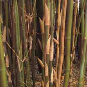 Foto: Semiarundinaria fastuosa   bamboe 200 250cm   robuuste bamboe voor tuin en landschapsarchitectuur