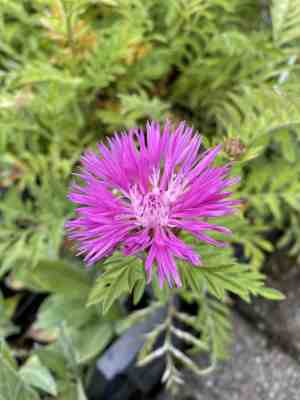 Foto: 6 x centaurea dealbata korenbloem p9 pot 9 x 9cm dima vaste planten