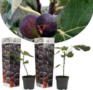 Foto: Plant in a box ficus carica set van 2 winterharde vijgenboom pot 9cm hoogte 25 40cm