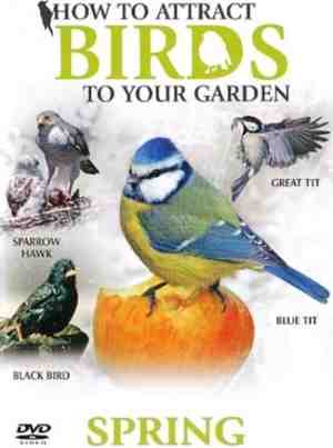 Foto: How to attract birds spring