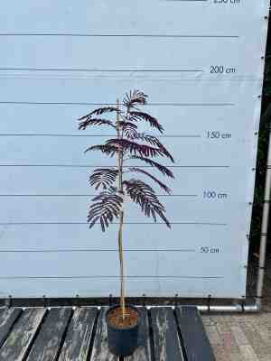 Foto: Sunnytree perzische slaapboom albizia julibrissin summer chocolate winterharde boom roze bloesem 150cm