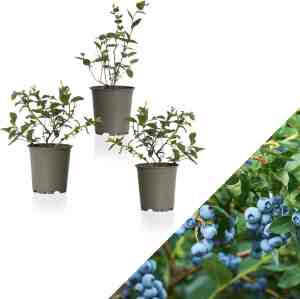 Foto: Wl plants set van 3 vaccinium corymbosum sunshine blue blauwe bessen plant blauwe bes fruitplanten bessenstruiken winterhard tuinplanten 25cm hoog 9cm diameter in kweekpot