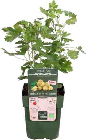 Foto: Hello plants ribes easycrisp lady sun gele kruisbes bessenstruik 13 cm hoogte 45 cm