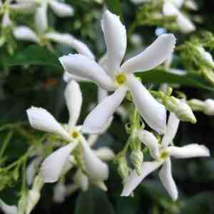 Foto: 2 x witte toscaanse jasmijn   set van 2 x sterjasmijn   klimplanten wit   groenblijvend wintergroen en winterhard   tuinplanten 2 x 15 liter pot  