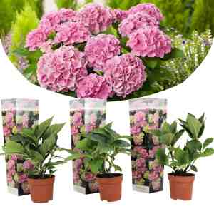 Foto: Plant in a box hydrangea macroph roze set van 3 hortensiaroos pot 9cm hoogte 25 40cm