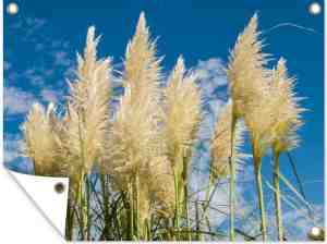 Foto: Tuinposter pampas pampasgras pluimen plant lucht blauw 120 x 90 cm tuinposters tuin muurdecoratie tuindecoratie