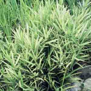 Foto: 1 x pleioblastus variegatus dwergbamboe in c2 liter pot