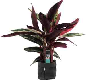 Foto: Kamerplant van botanicly marantaceae met een zwarte paper look pot als set hoogte 85 cm calathea stromanthe triostar