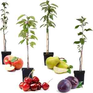 Foto: Garden select mix van 4 pilaar fruitboompjes kers pruim peer en appel pot 9cm hoogte 60cm winterharde fruitbomen pilaarvorm kolom fruitbomen