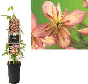 Foto: Klimplant clematis montana marjorie bosrank 