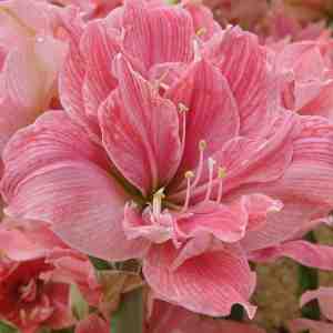 Foto: Amaryllis sweet nymph 1 stuk snijbloem geschikt voor in pot kamerplant roze prachtige amaryllisbollen voor in huis grote bolmaat 3234 ridderster 100 bloeigarantie qfb gardening