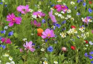 Foto: Veldbloemen zaad summertime 50 gram 25 m2 njarig kleurrijk bloemen mengsel cosmea