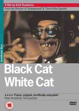 Foto: Black cat white cat import