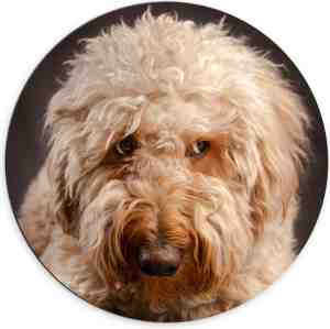 Foto: Wallclassics   dibond muurcirkel   goldendoodle hond kijkt opzij   70x70 cm foto op aluminium muurcirkel met ophangsysteem