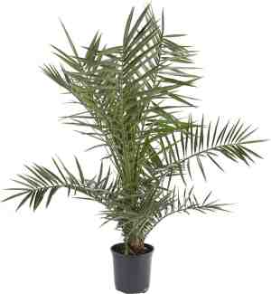 Foto: Wl plants phoenix canariensis canarische dadelpalm winterhard tuinplanten palmboom 90cm hoog 18cm diameter in kweekpot