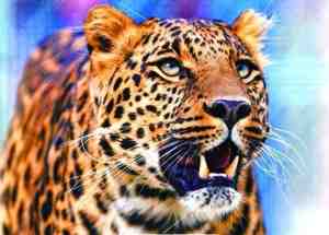 Foto: Diamond painting volwassenen luipaard met gekleurde achtergrond 30x40cm ronde steentjes diamond painting pakket volledig