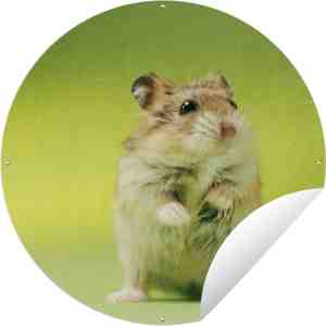 Foto: Tuincirkel close up van een hamster groene achtergrond 60x60 cm ronde tuinposter buiten