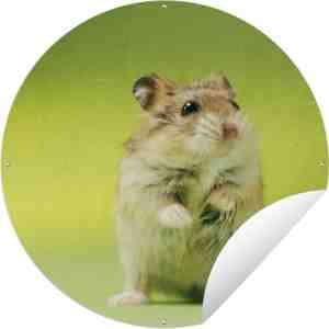 Foto: Tuincirkel close up van een hamster tegen groene achtergrond 60 x cm ronde tuinposter buiten