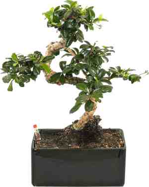 Foto: Wl plants   bonsai carmona   bonsai boompje   kamerplanten   unieke kamerplant   35cm hoog   22cm diameter   in keramieke zwarte pot