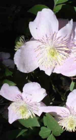 Foto: Clematis montana mayleen bosrank 50 60 cm in pot