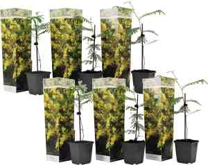 Foto: Plant in a box acacia dealbata mimosa set van 6 tuinplant met prachtige gele bloemen pot 9cm hoogte 25 40cm