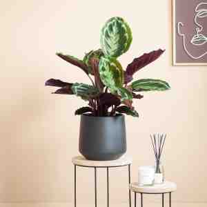 Foto: Plantje nl calathea medaillon schaduwplant inclusief zwarte keramieken pot p19 woonkamerplanten