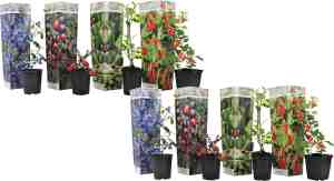 Foto: Plant in a box mix van 8 fruitplanten goji blauwbes cranberry kiwi super gezonde smoothiemix pot 9cm hoogte 25 40cm