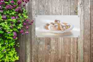 Foto: Tuinposter parels in witte schelp 80x40 cm wanddecoratie buiten tuinposter tuindoek schuttingposter tuinschilderij