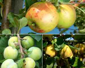 Foto: Fruitbomen inmaak 3 stuks omtrek 6 10 cm halfstam