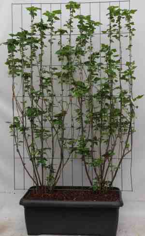 Foto: Ribes nigr titania 180cm 2 stuks